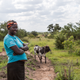 South Sudanese refugee Nyantet Malual, 28, purchased a cow with money she saved from farming on her small plot in Uganda’s Arua district.